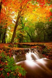 Autumn Canopy Cascade