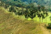 Grazing land with trees and a single horse