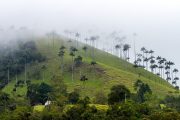 Misty hillside with tall palm trees and a house