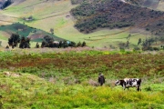 Person herding cow in a mountainous field.