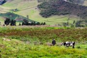 Person herding cow in a mountainous field.