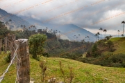 Mist Amongst the Wax Palms
