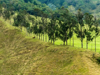 Grazing land with trees and a single horse