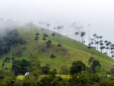 Misty hillside with tall palm trees and a house