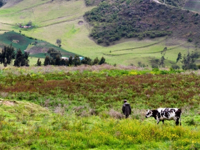 Person herding cow in a mountainous field.