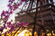 Blossoming cherry flowers with the Eiffel Tower in soft focus at sunset