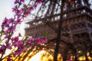 Blossoming cherry flowers with the Eiffel Tower in soft focus at sunset