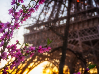 Blossoming cherry flowers with the Eiffel Tower in soft focus at sunset
