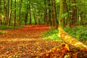 Autumn's Embrace
