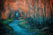 Autumn Whisper Path