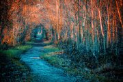 Autumn Whisper Path
