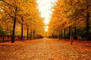 Bercy Park's Autumn Serenade