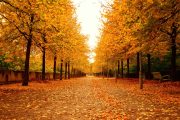 Bercy Park's Autumn Serenade