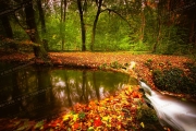 Whispers of the Woodland Stream