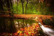 Whispers of the Woodland Stream