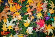 Autumn's Quilt