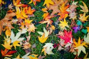 Autumn's Quilt