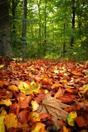 Carpet of Autumn