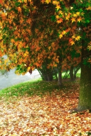 Autumn Canopy Cascade