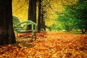 Contemplative Autumn