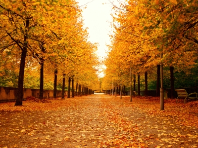 Bercy Park's Autumn Serenade