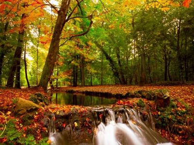 Autumn Canopy Cascade