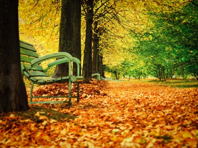 Contemplative Autumn