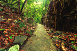 Whispering Trail: The Explorer's Enigma